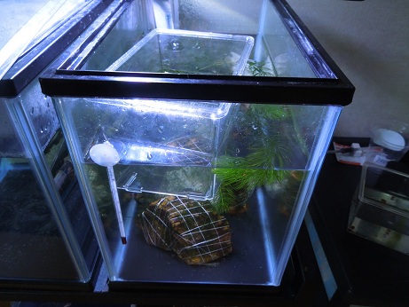 水槽にメダカを入れる|メダカの飼い方